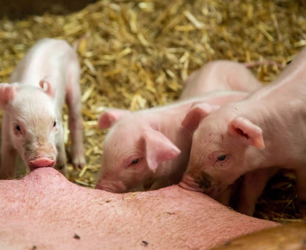 piglets