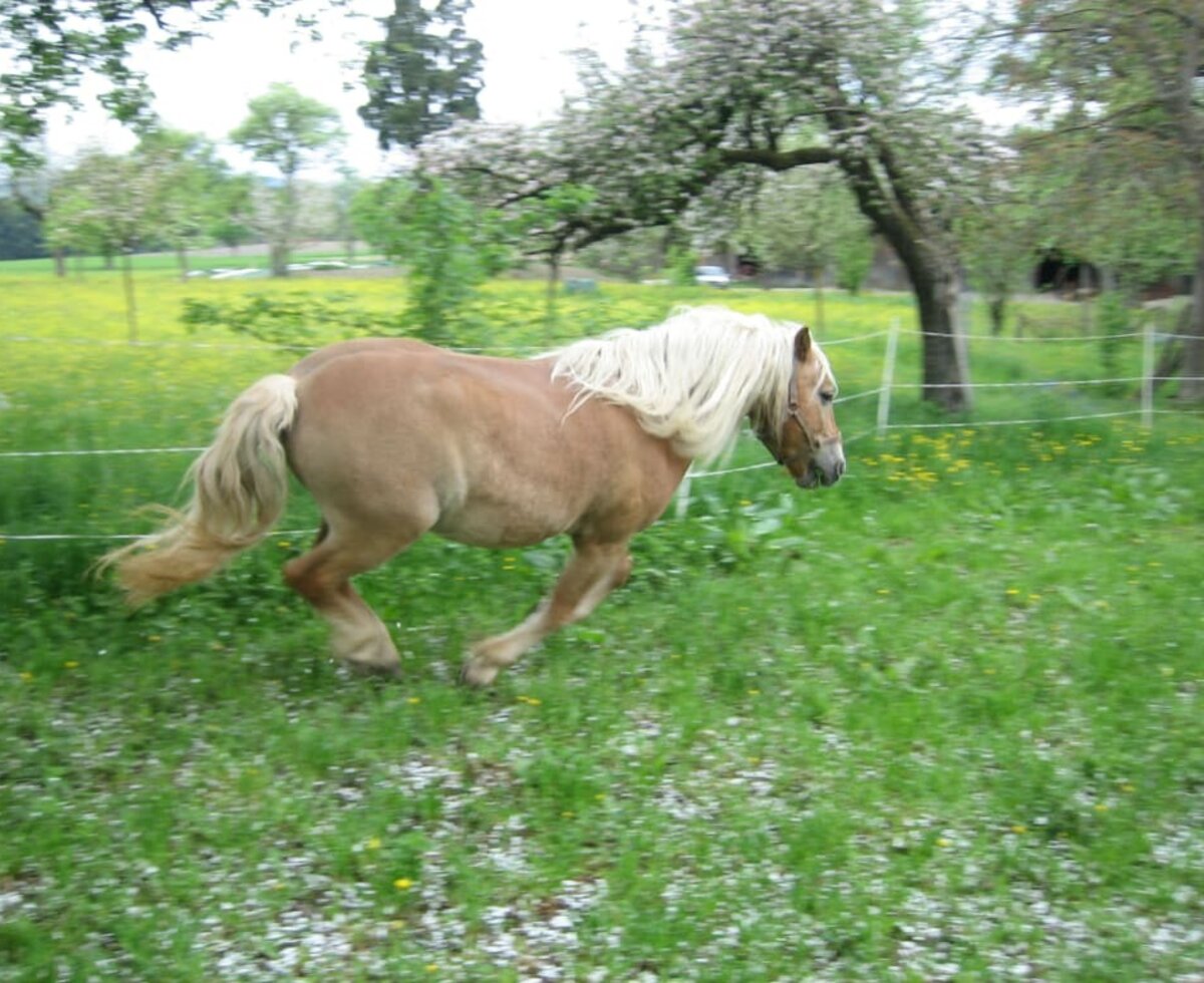 Haflinger