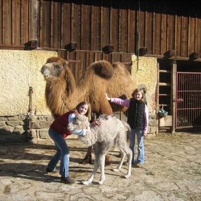 Camels in Eitenthal