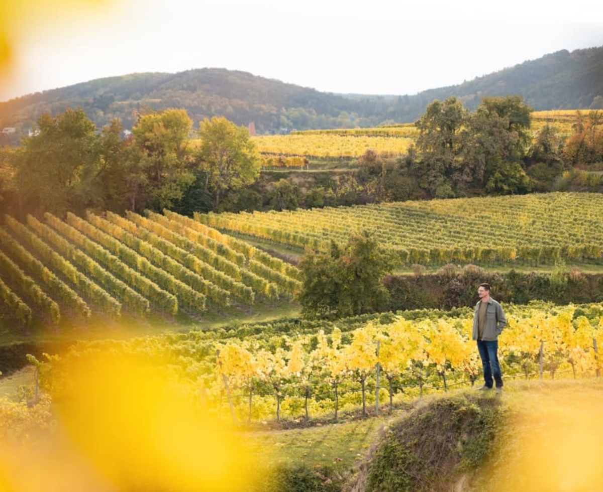 vineyards in autumn