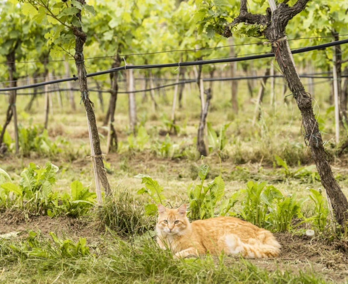 farm cats