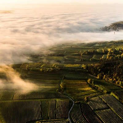 bird view (c) Robert Herbst