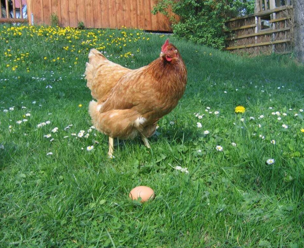 Chicken with egg