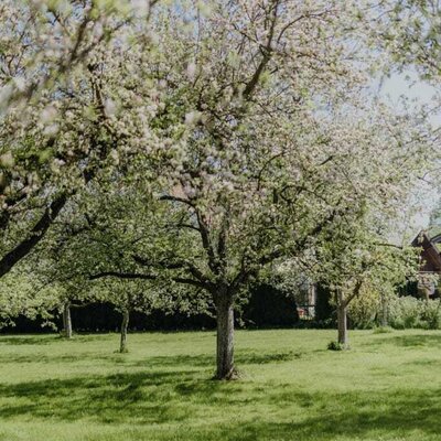 Orchard in spring