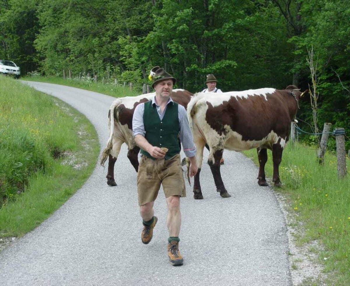 Cattle drive