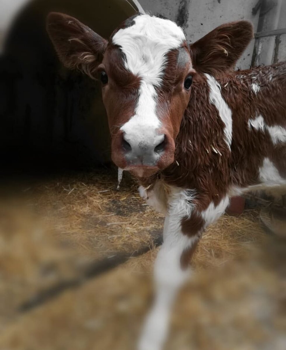 Calf