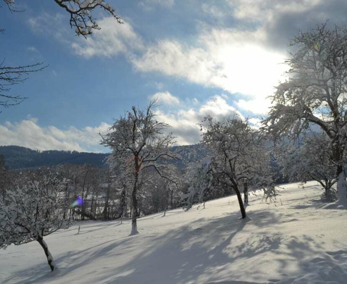 our orchard in winter dress