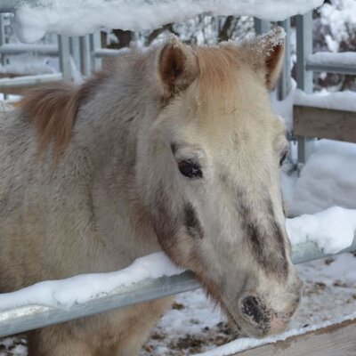 Fritzi loves snow