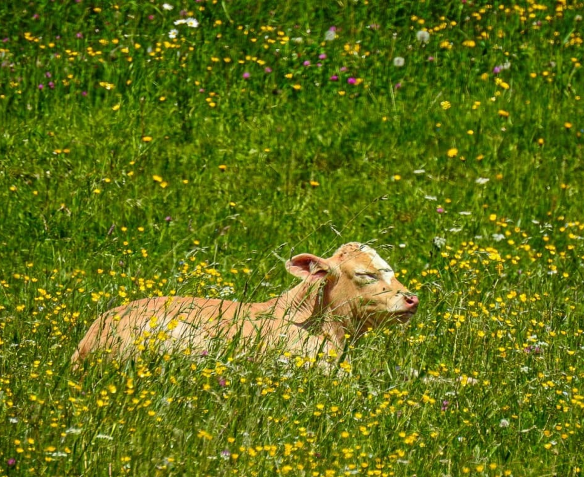 Calf in the flowery meadow