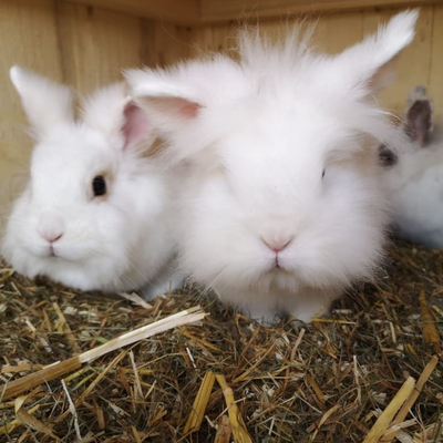 Bunny and his friends