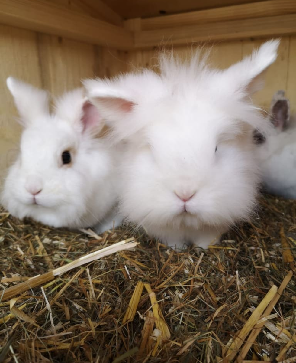 Bunny and his friends