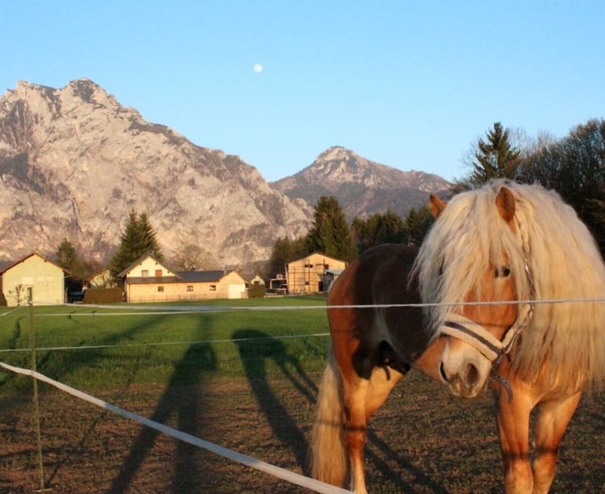 Our Haflinger horses