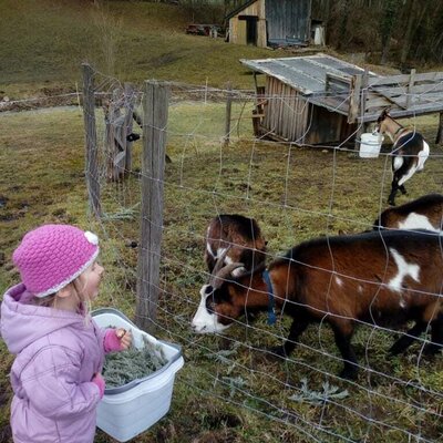 Feeding the goats