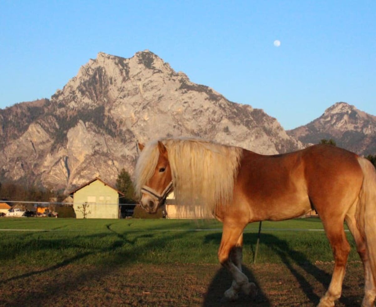 Our Haflinger horses