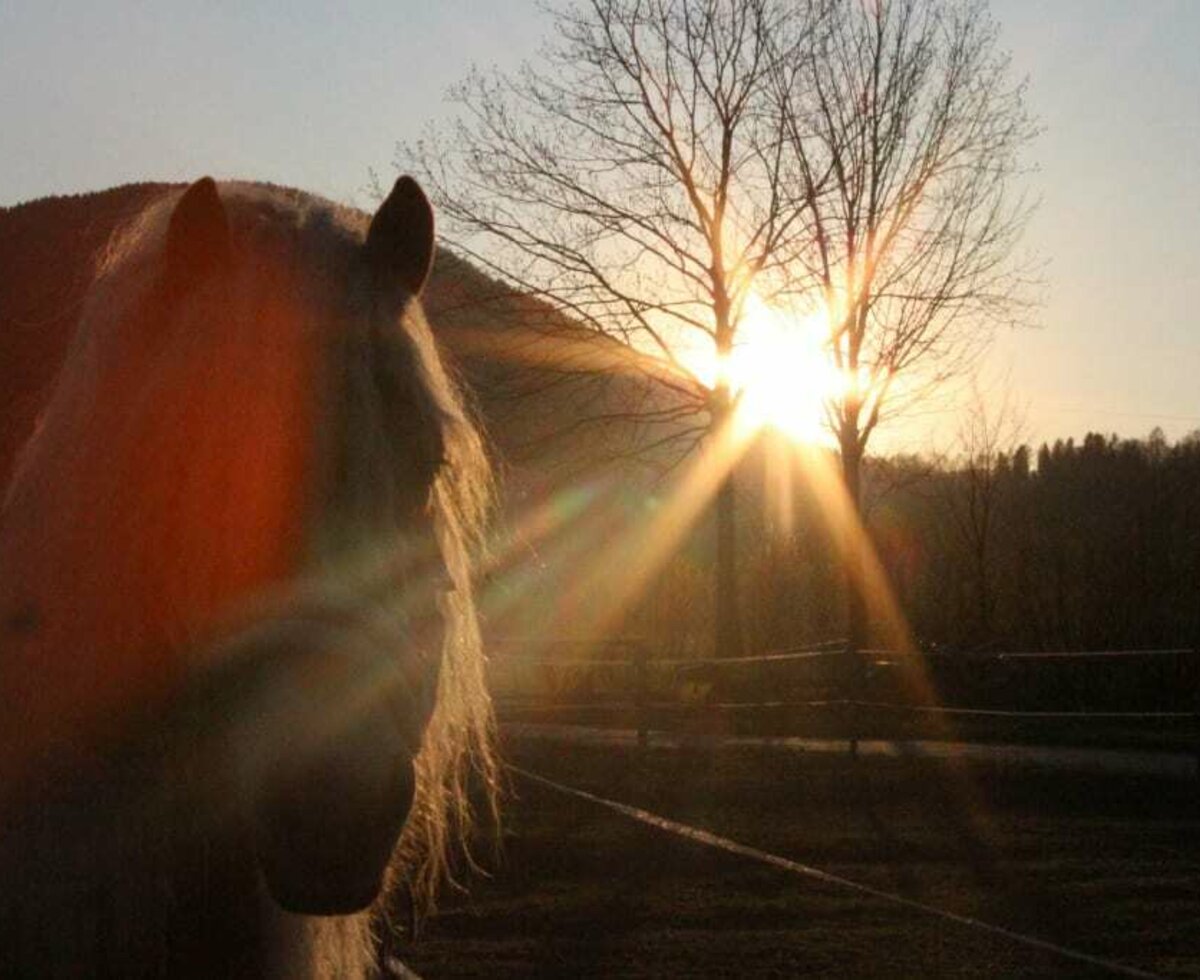 Our Haflinger horses