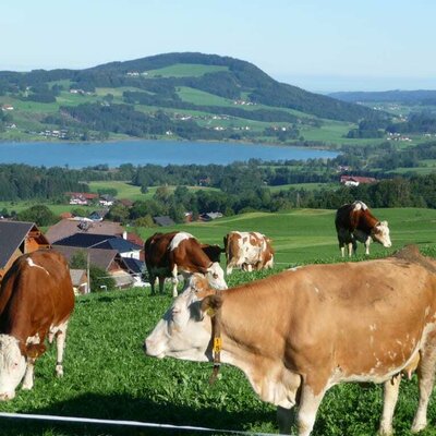 Cows on the pasture