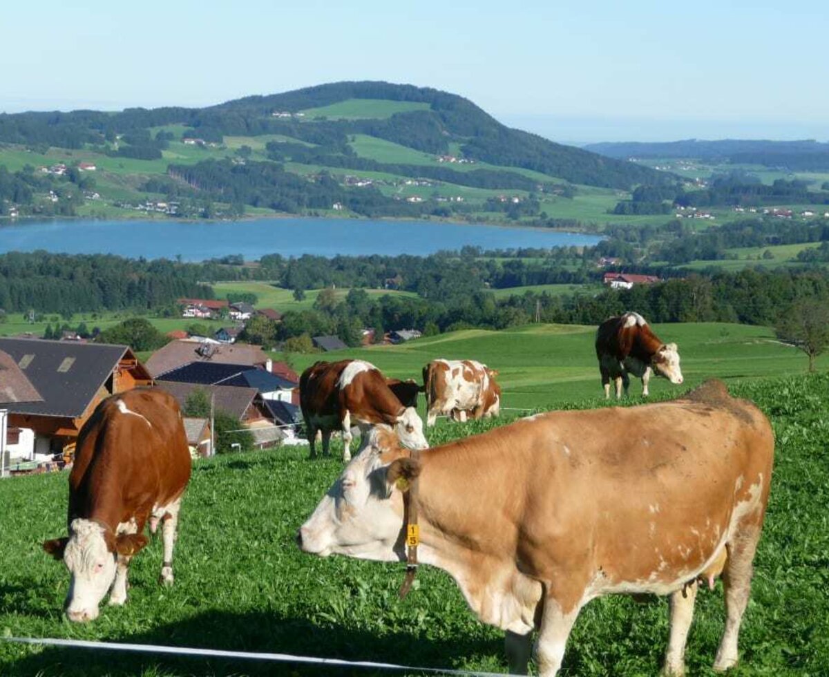 Cows on the pasture