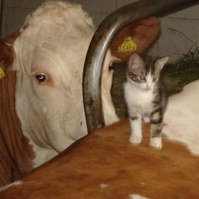 Cat & cow