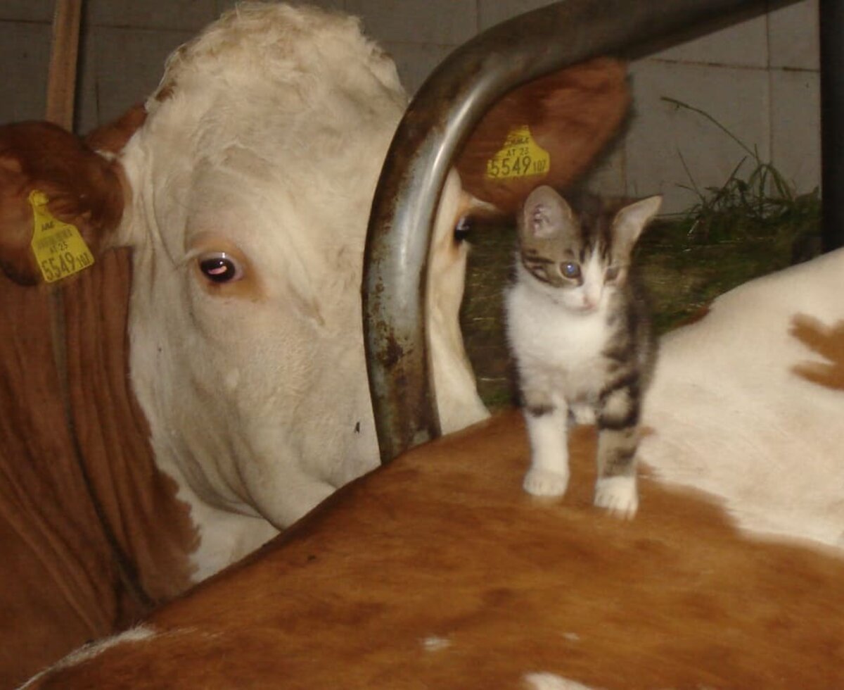 Cat & cow