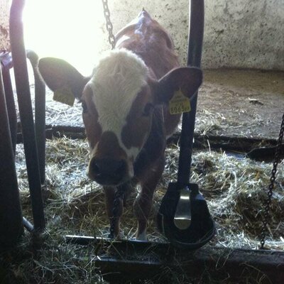 The young calf is waiting to be fed