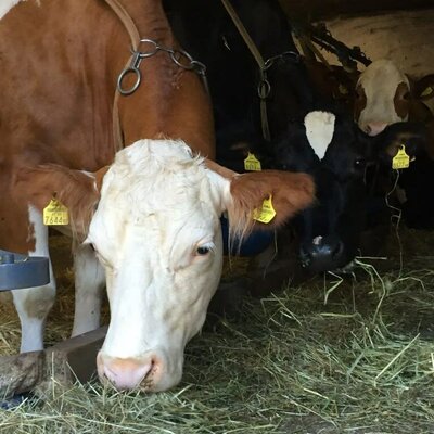 Cows in the barn are fed