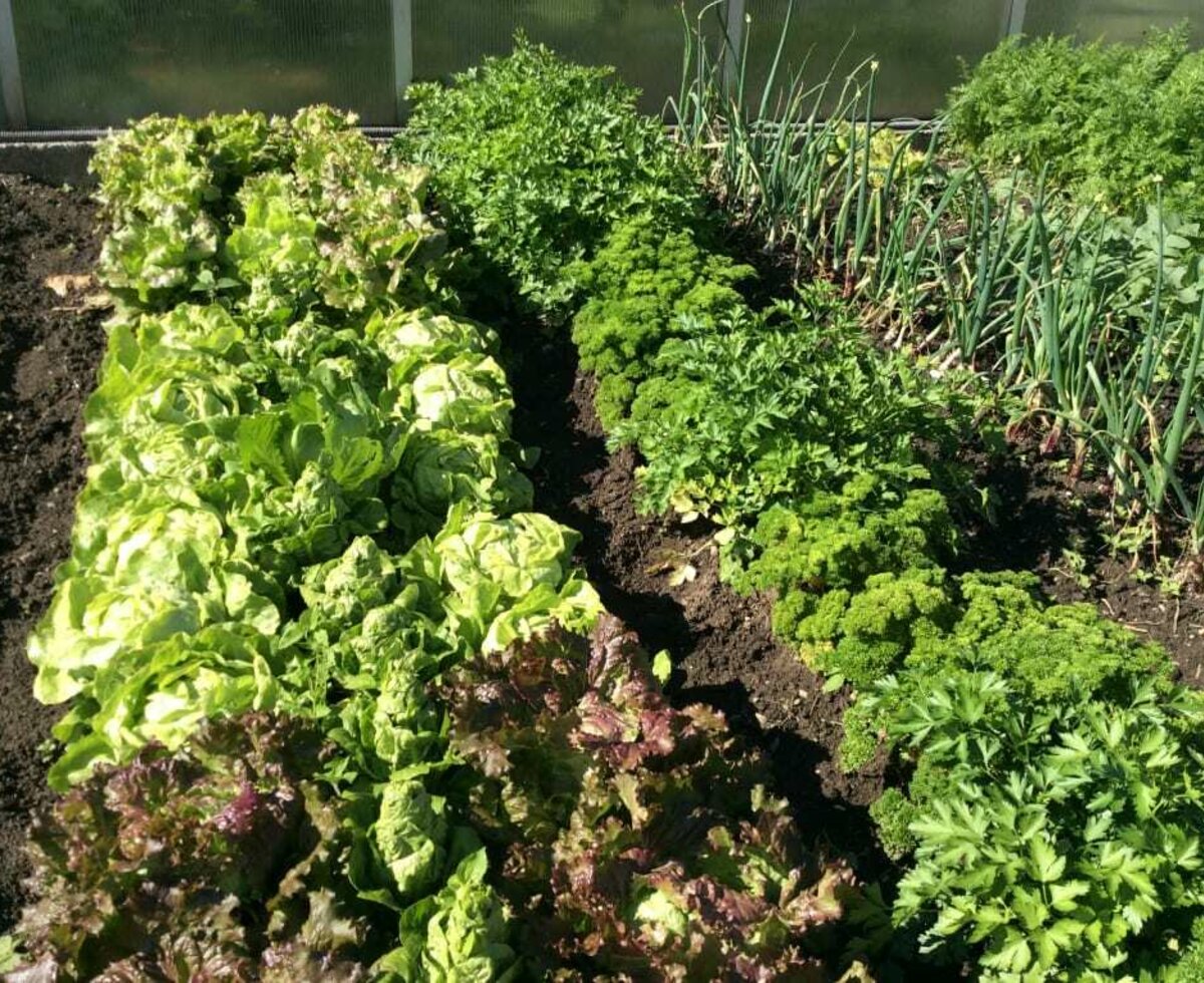  Salad in the garden