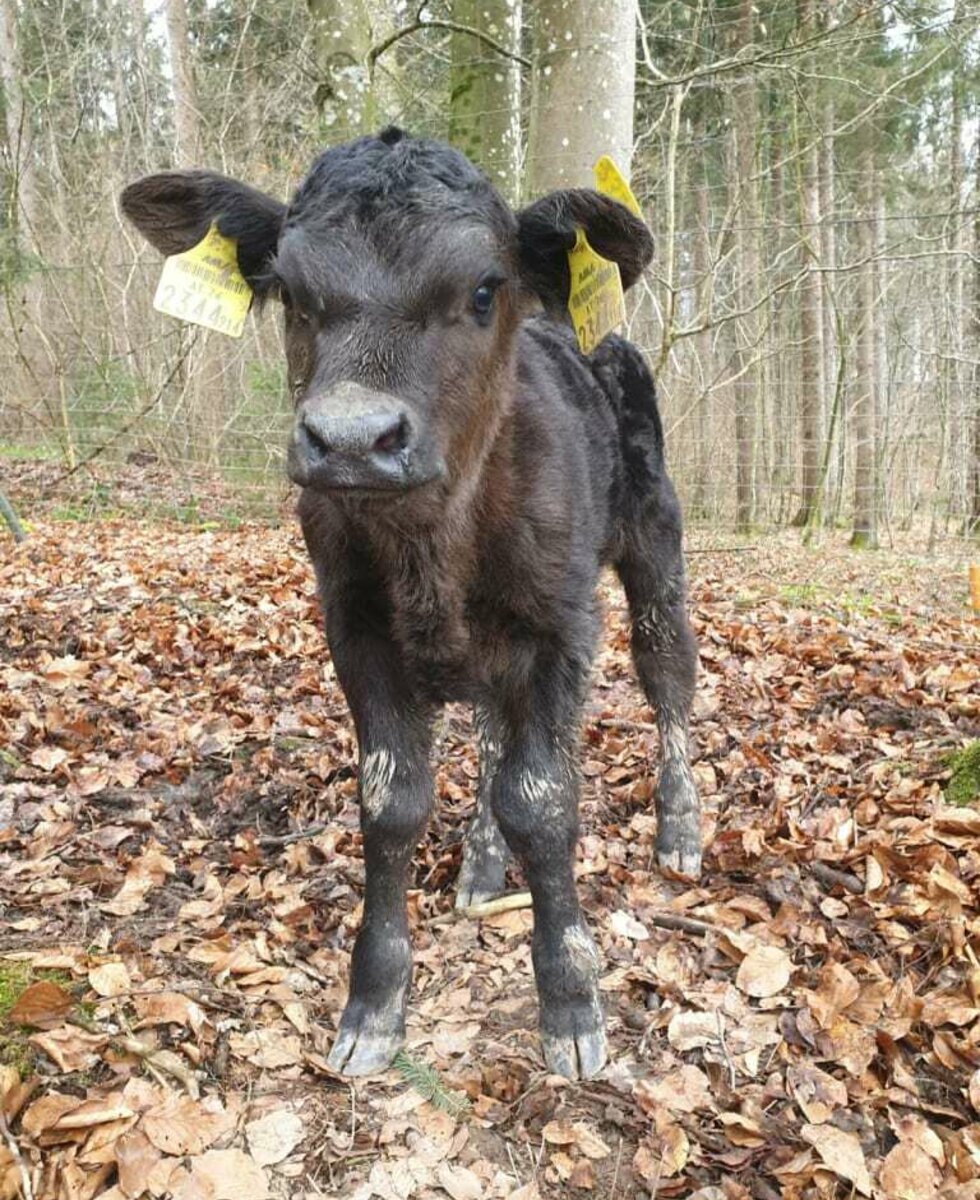 Galloway calf