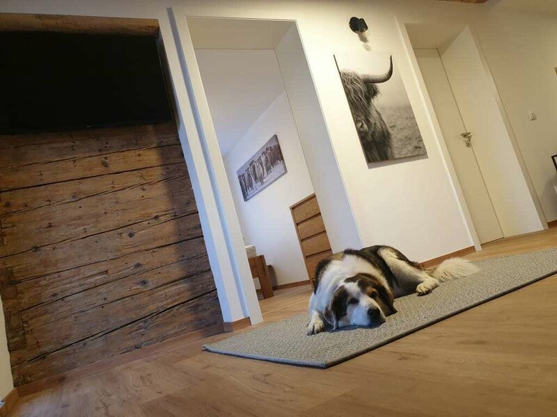 Felix, our dog, in the holiday apartment "Oak tree"