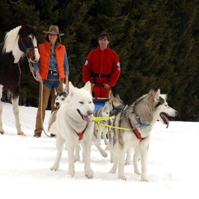 Huskies and horse