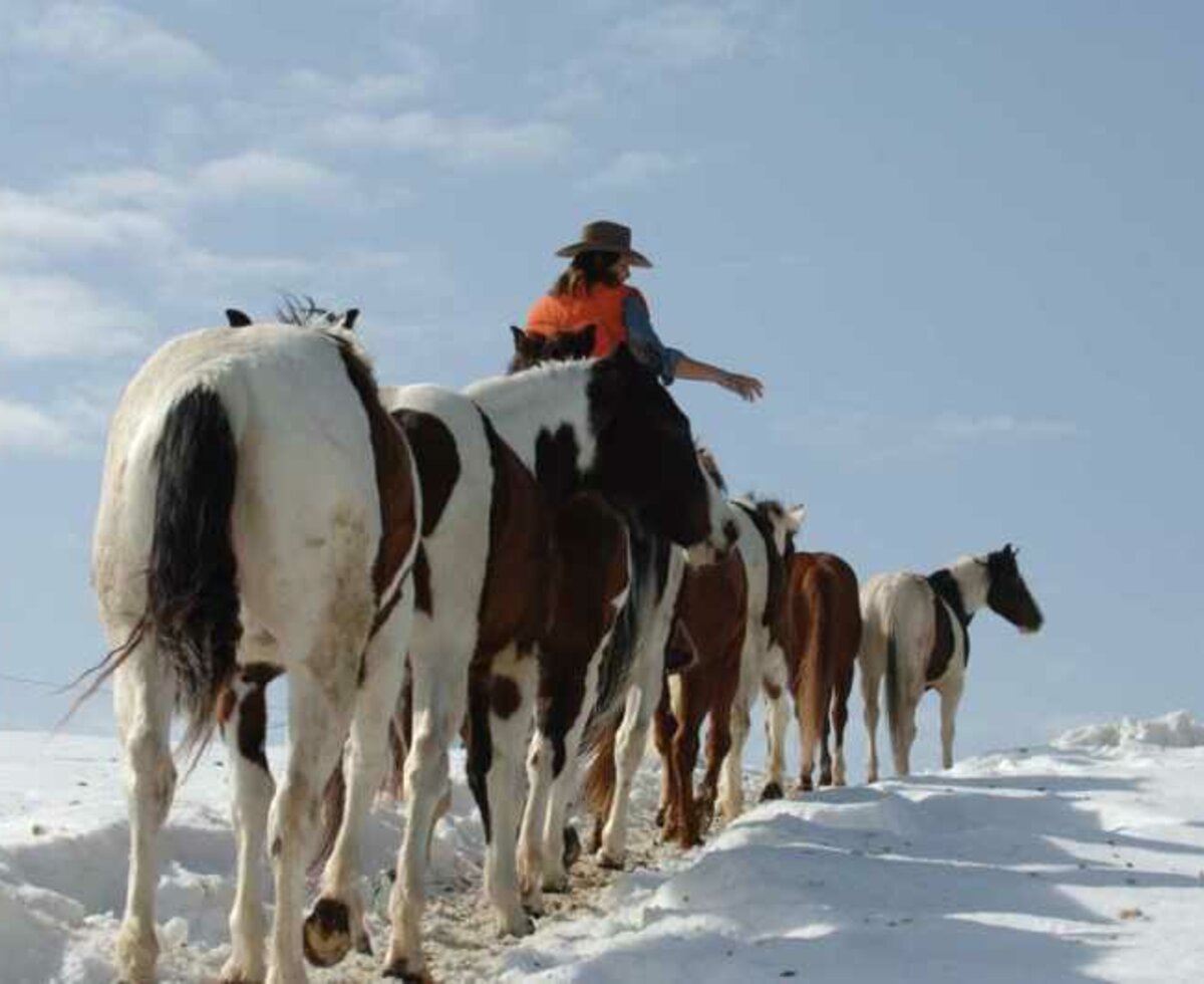 Driving the horses