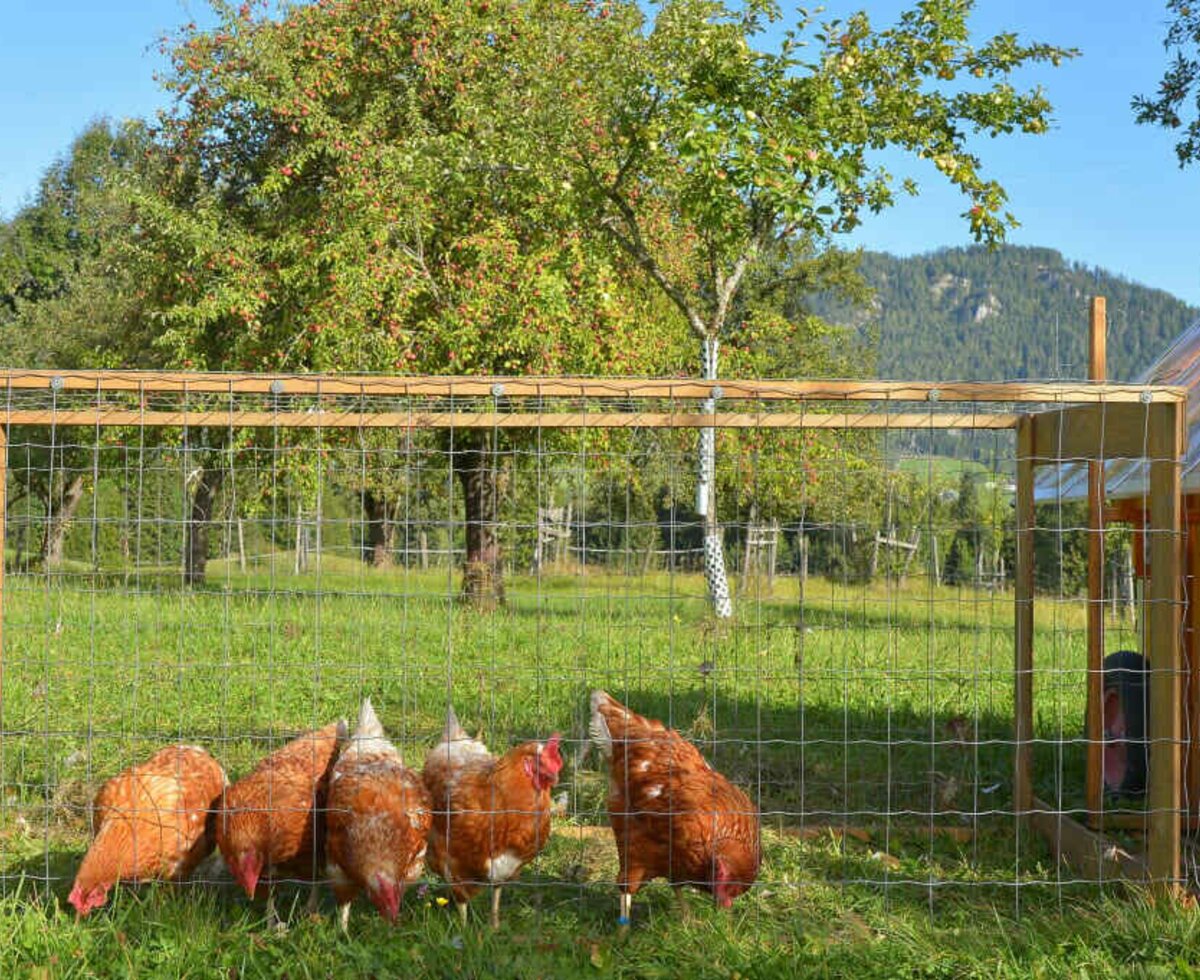 hens in summer