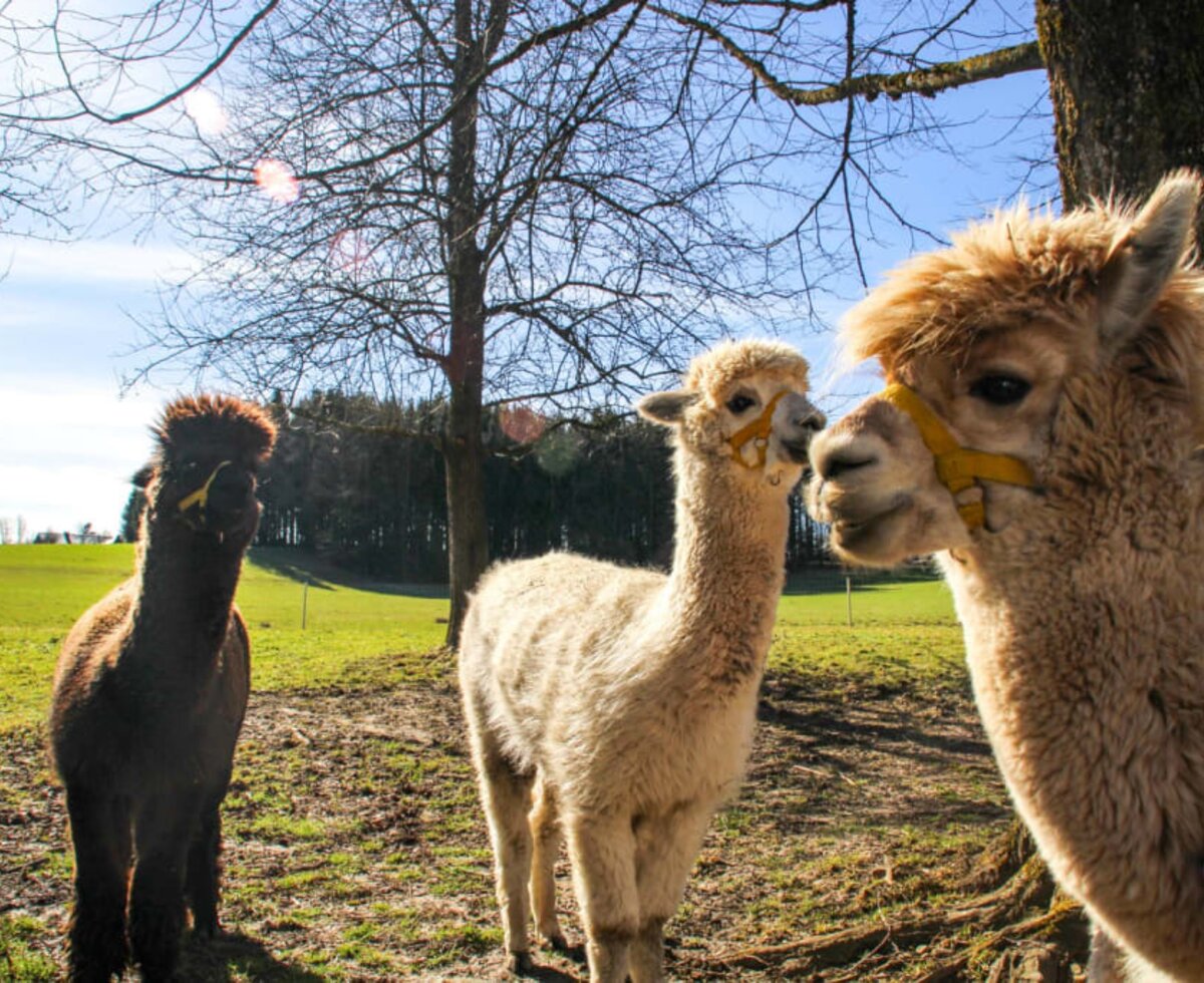 Alpakas - Merlin, Simba und Louis