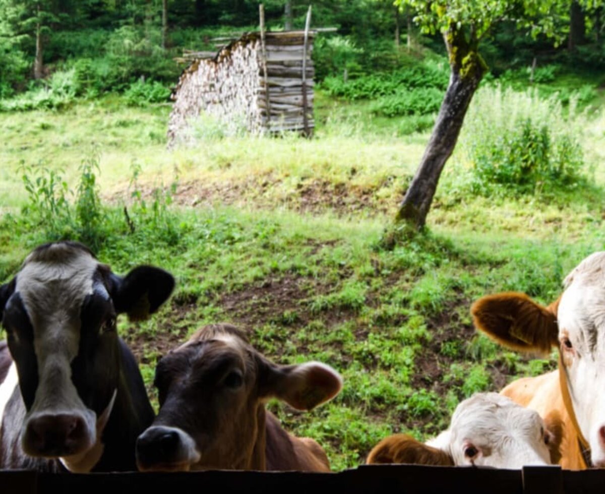 the cows are curious