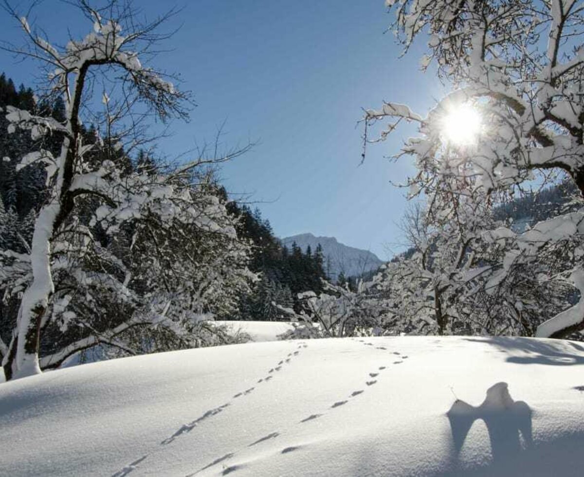 lovely winter landscape