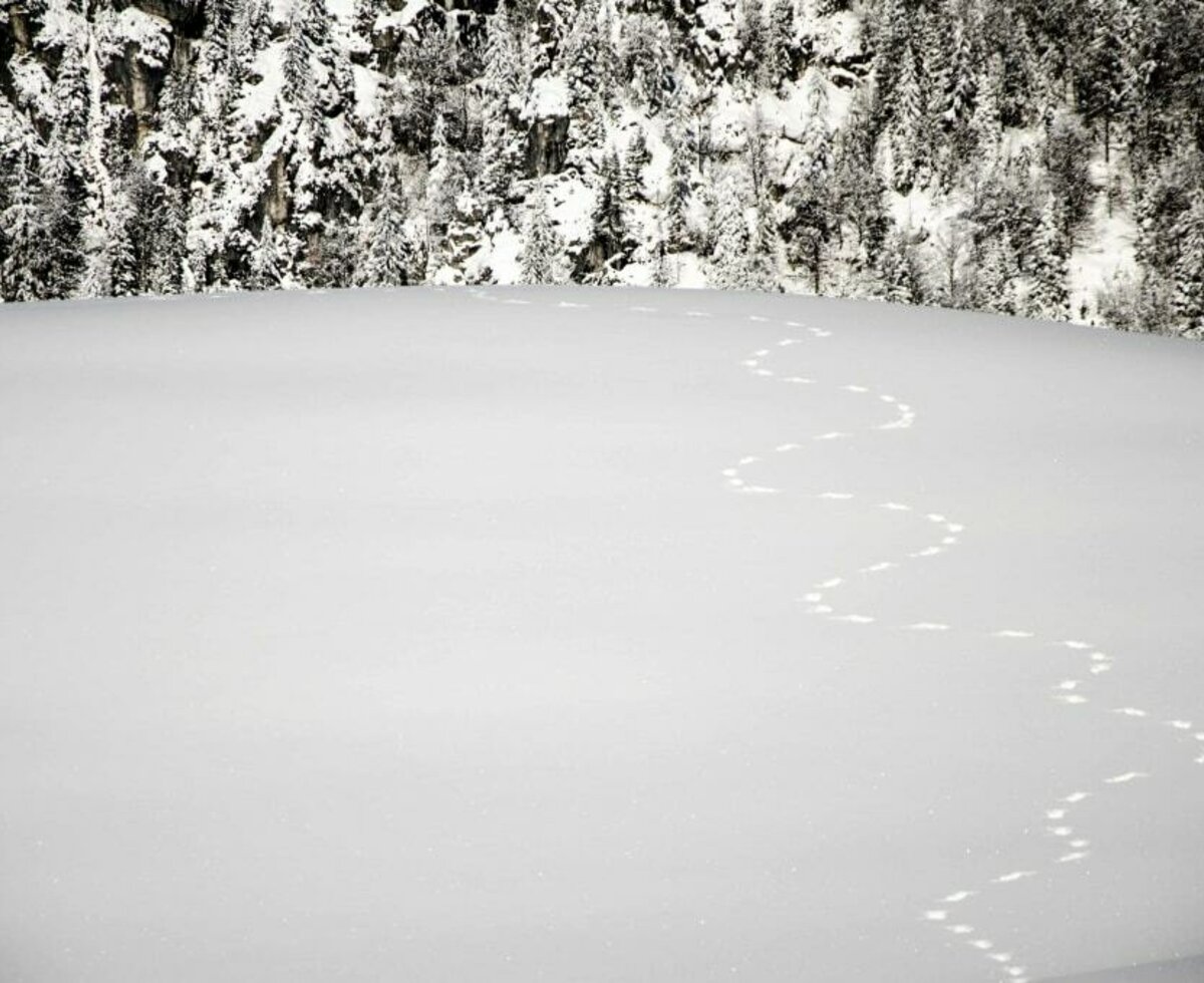 Tracks in the snow