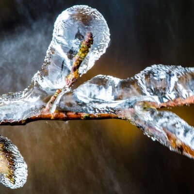 iced nature