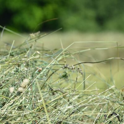 Hay 1st cut