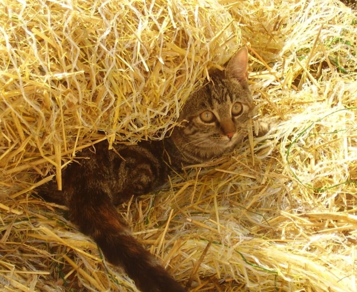 Grey cat hiding in the straw.