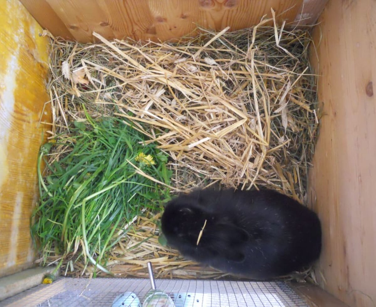 Black dwarf hare on straw.