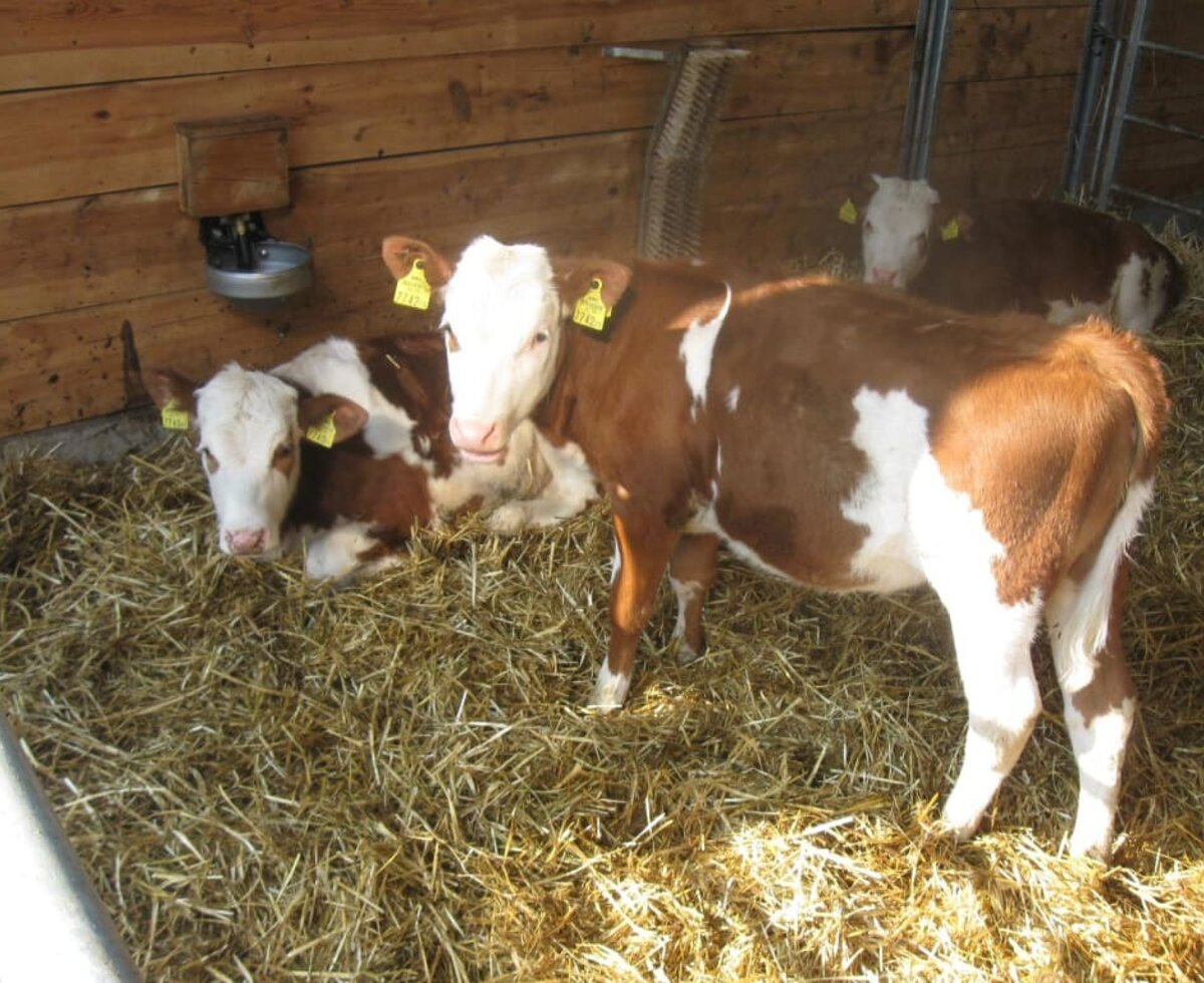 Our calves