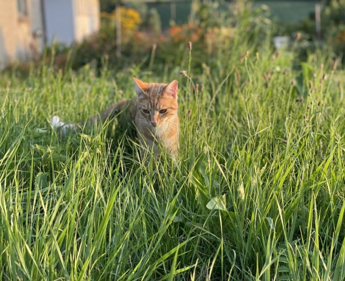 Oscar in the meadow