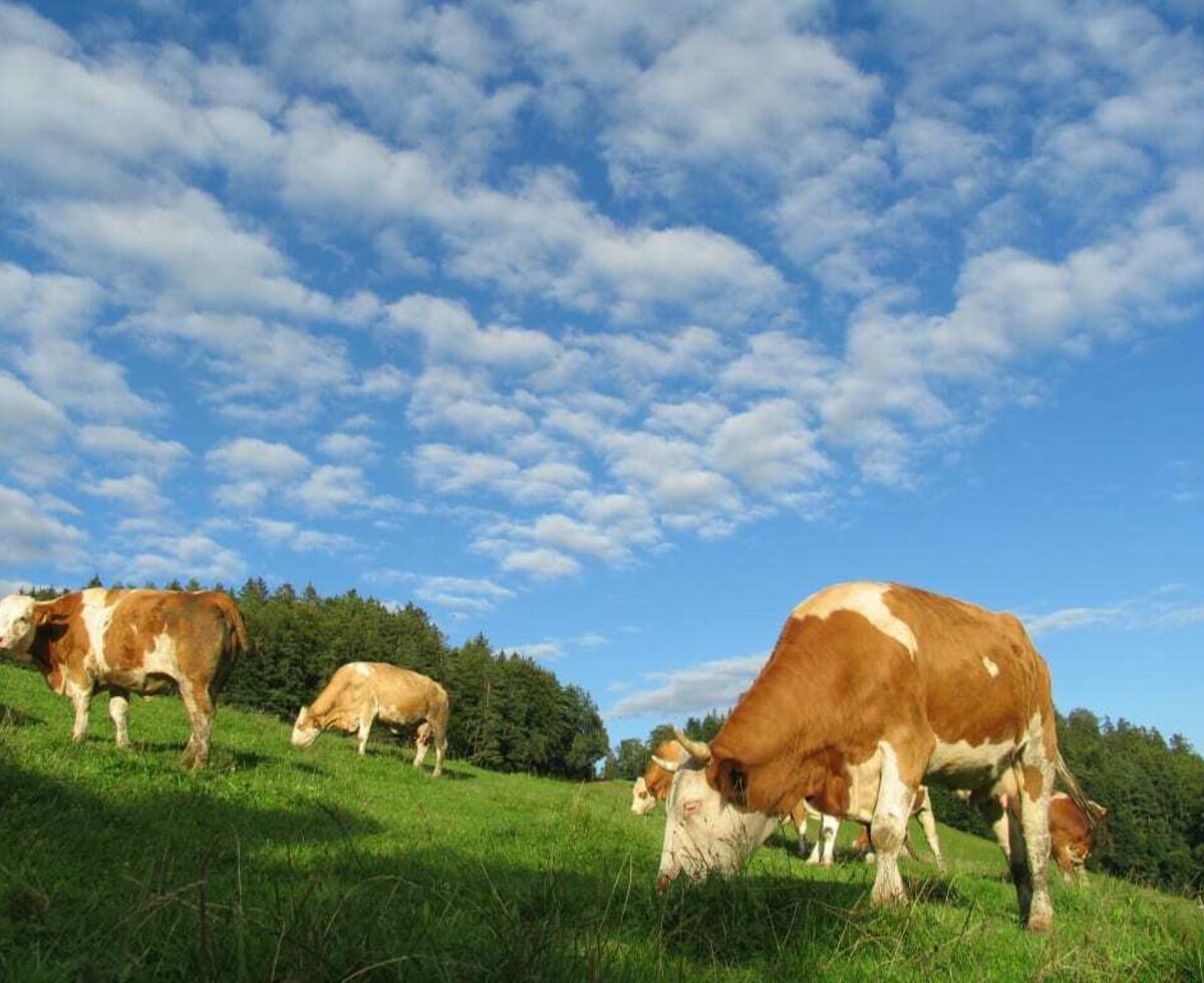 our cows in the meadow