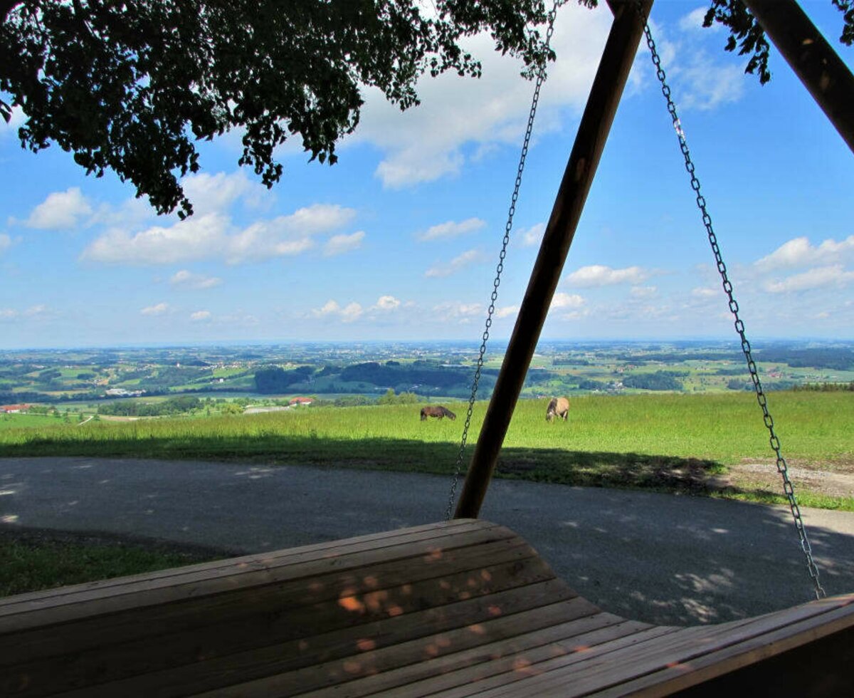 relax and unwind under the old tree