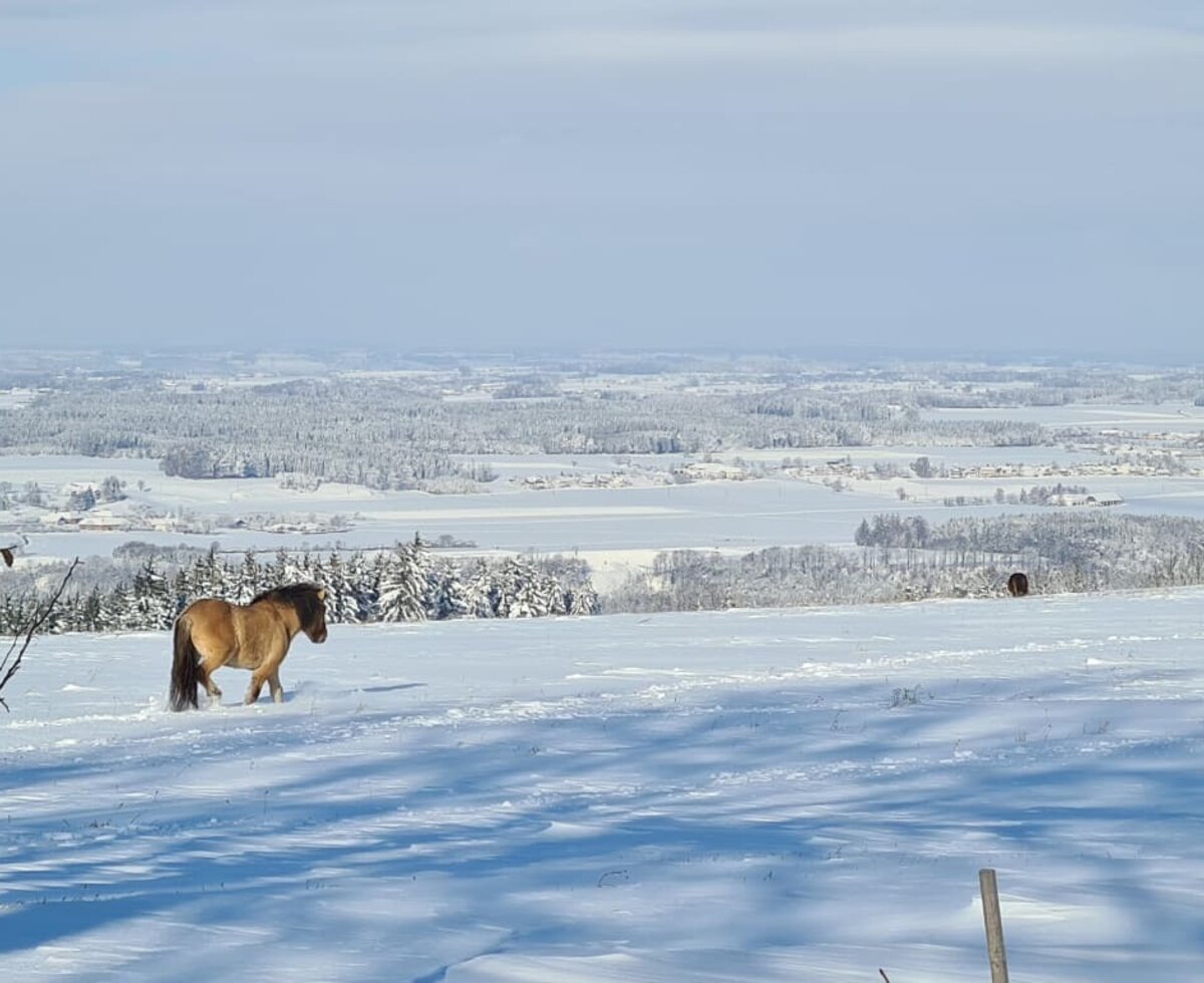 Our ponies enjoy the snow