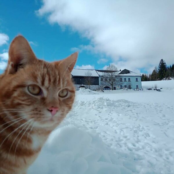 cat Moritz loves the snow