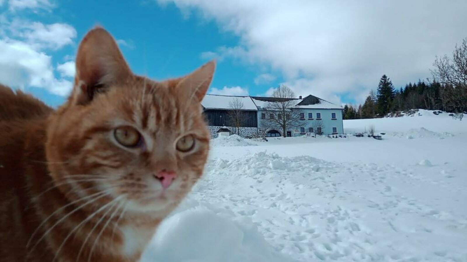 cat Moritz loves the snow