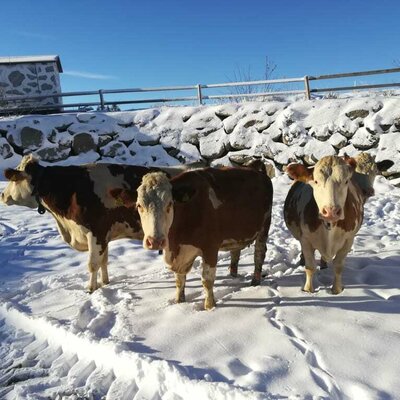 cows playing in the snow