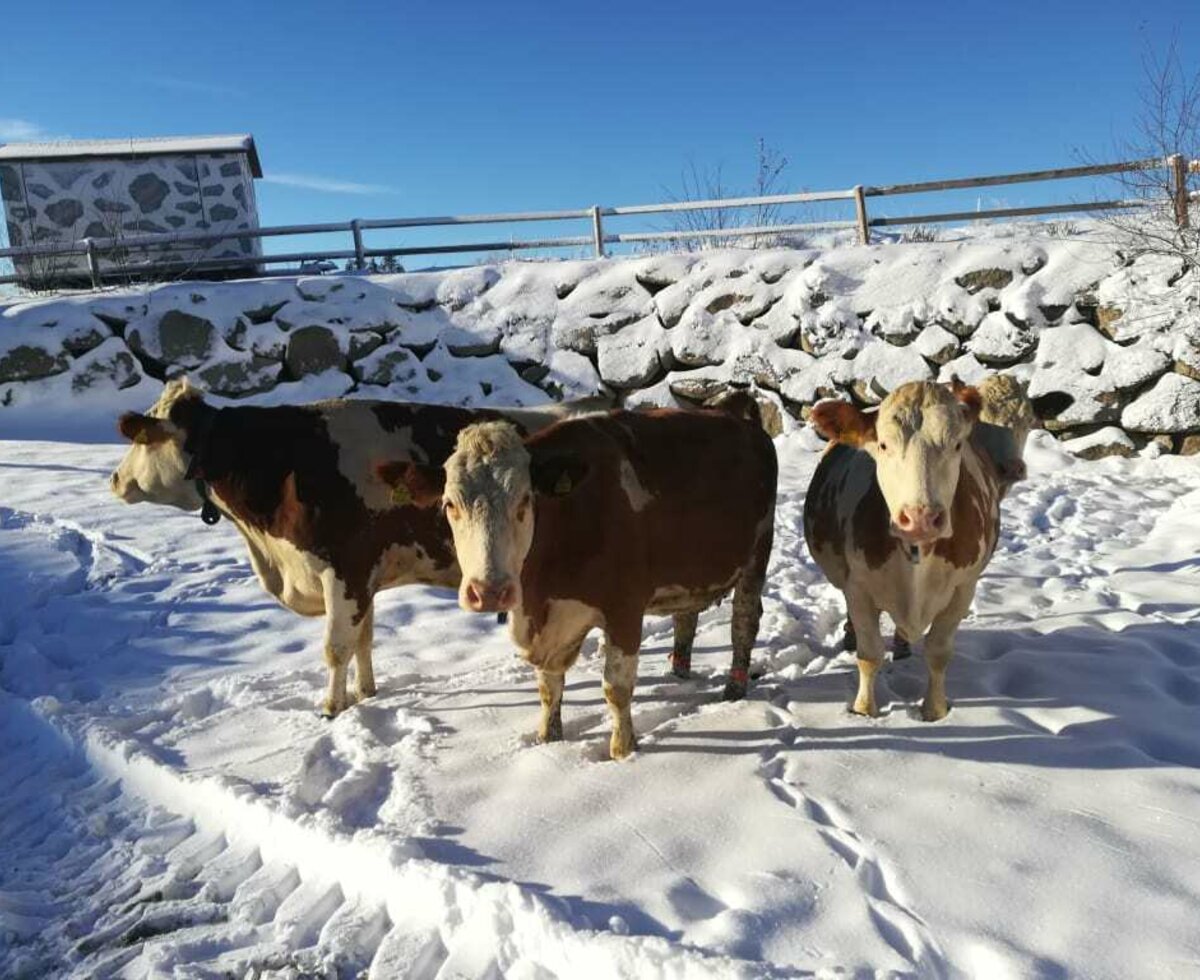 cows playing in the snow