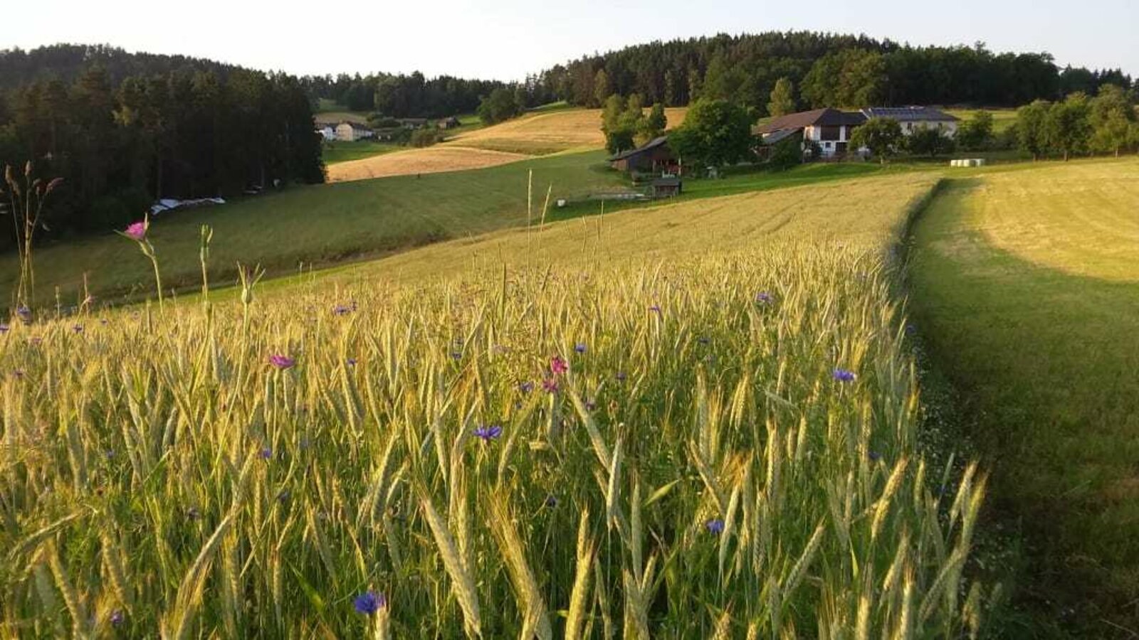 Bio-Bauernhof Aumayr in Gutau, Mühlviertel | © Urlaub am Bauernhof Oberösterreich / Aumayr