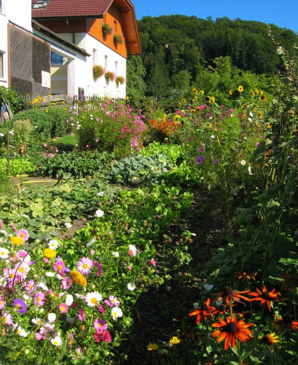 Vegetable patch